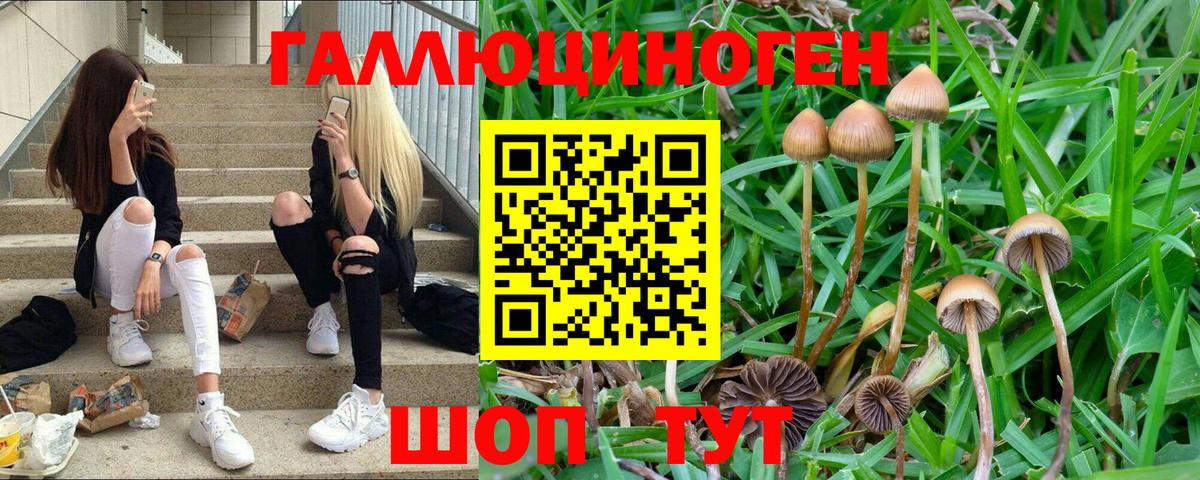 Дальнегорск  Псилоцибиновые грибы мицелий  Вход с VPN 